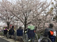お花見